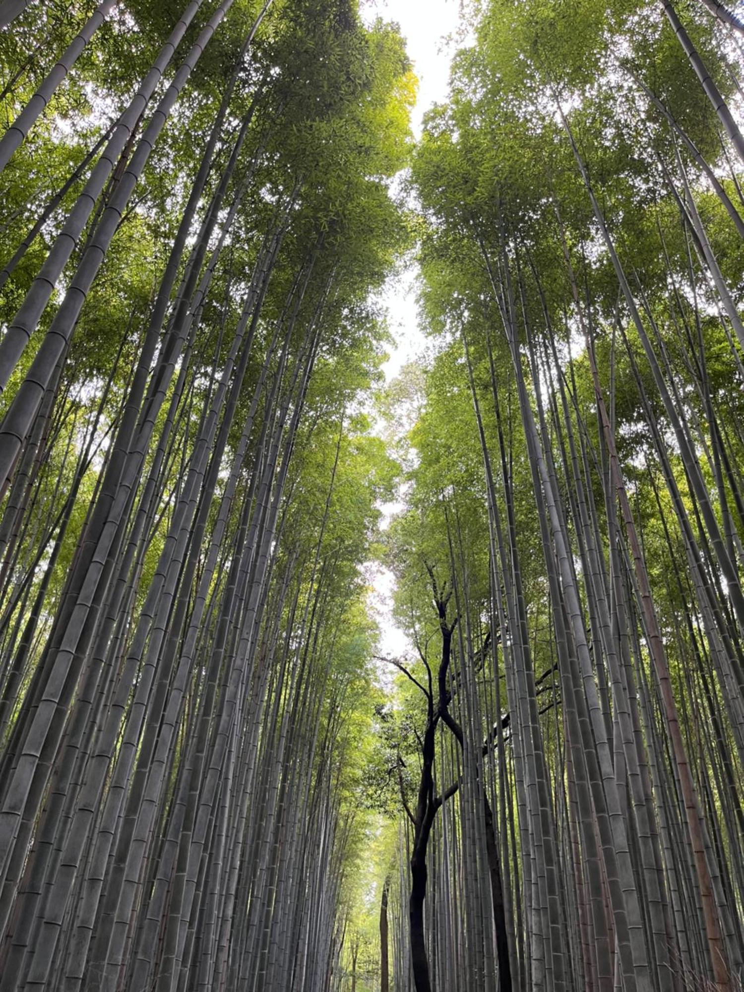 嵐山 天龍の宿 駐車無料 一棟貸切 最大5人 Dragon Legend Arashiyama Central Private Rare Modern Villa Free Parking Max 5Ppl Shimo-saga Zewnętrze zdjęcie