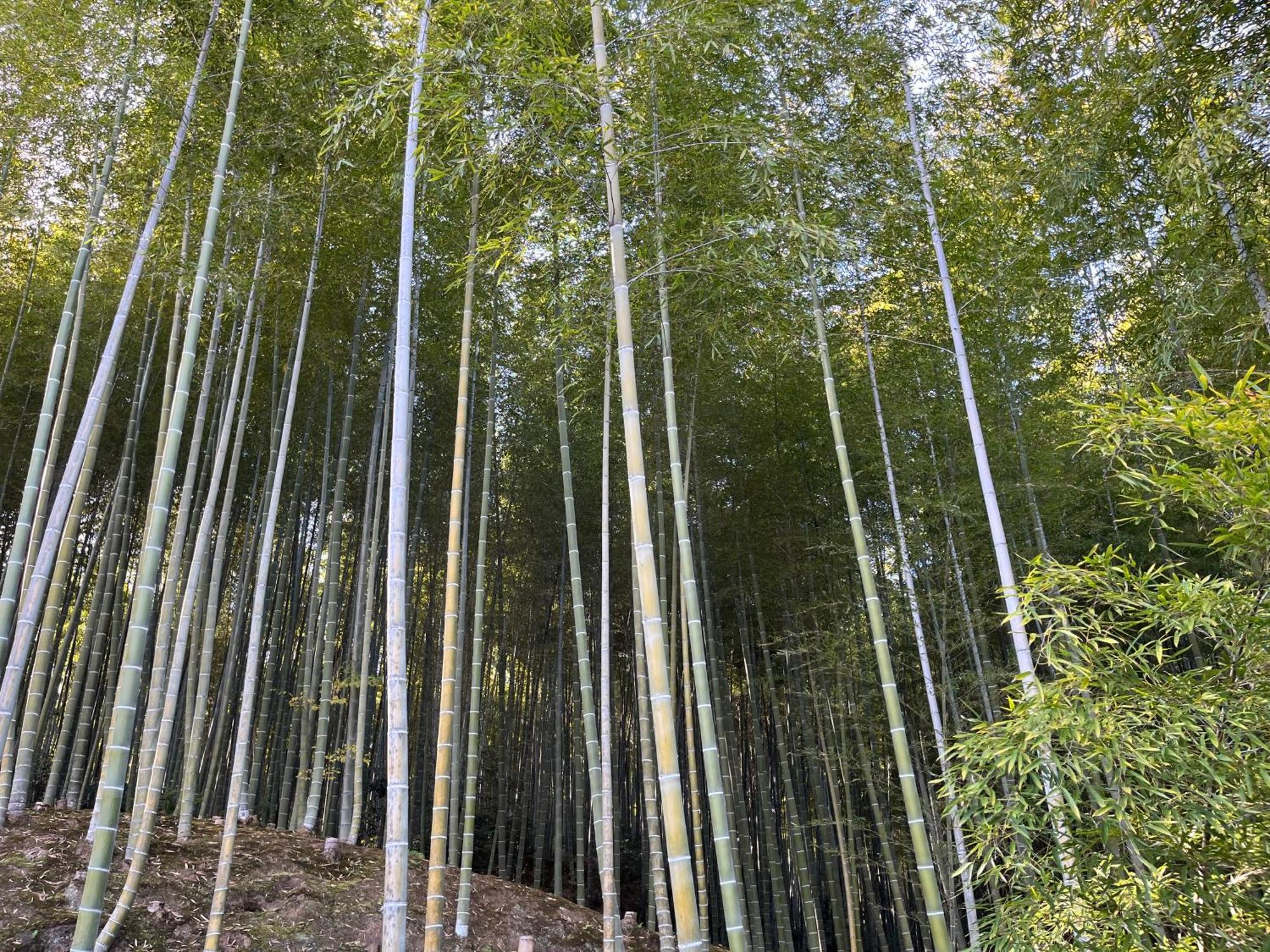 嵐山 天龍の宿 駐車無料 一棟貸切 最大5人 Dragon Legend Arashiyama Central Private Rare Modern Villa Free Parking Max 5Ppl Shimo-saga Zewnętrze zdjęcie