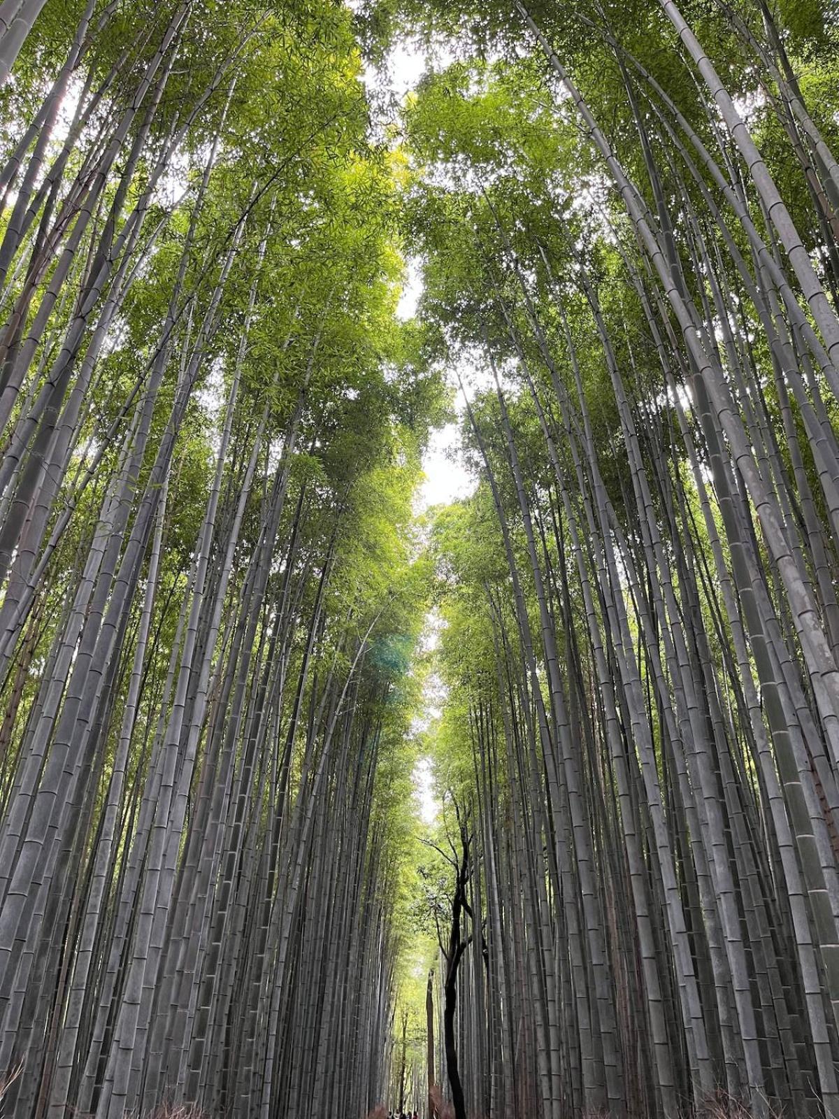 嵐山 天龍の宿 駐車無料 一棟貸切 最大5人 Dragon Legend Arashiyama Central Private Rare Modern Villa Free Parking Max 5Ppl Shimo-saga Zewnętrze zdjęcie